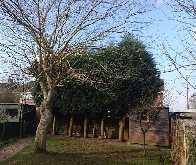 Conifer hedge reduction and trim