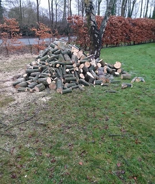 hornbeam removed and logs cut