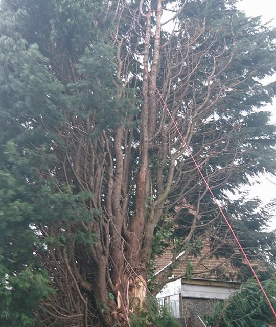 Removal of storm damaged conifer tree