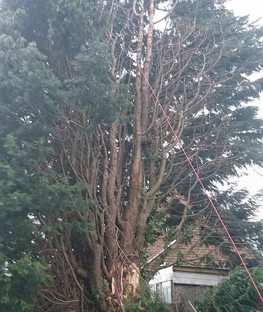 tree surgery