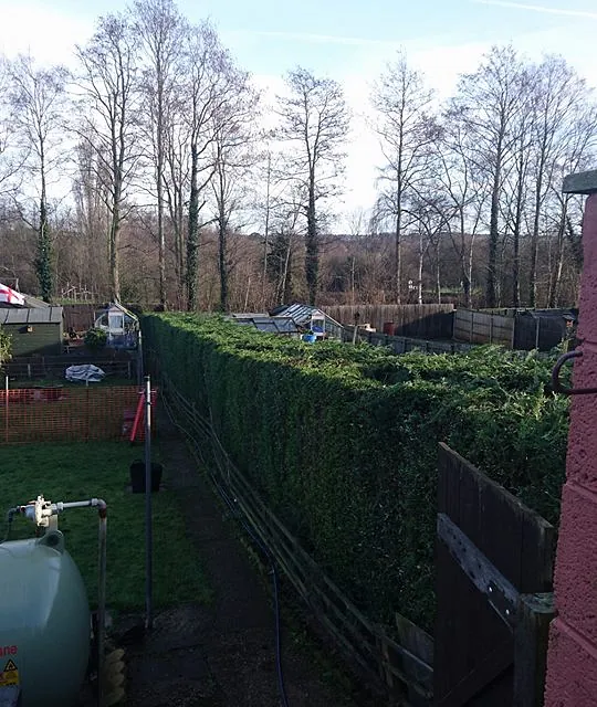 tree surgery