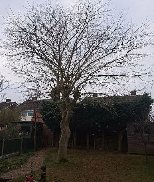 tree surgery