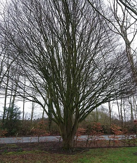 tree surgery