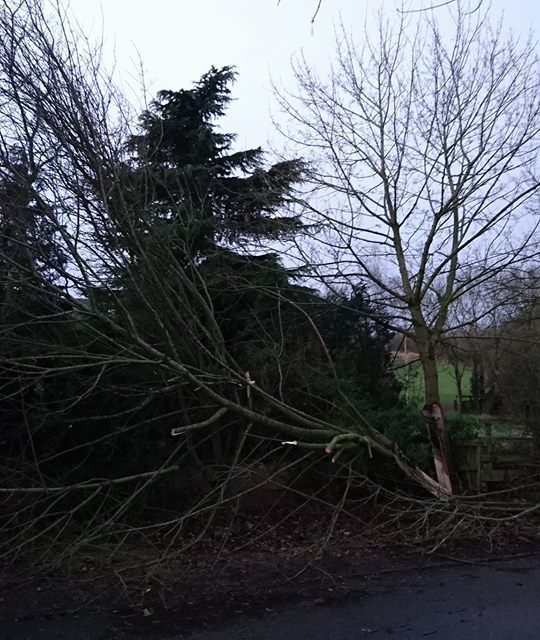 Emergency call out for tree removal