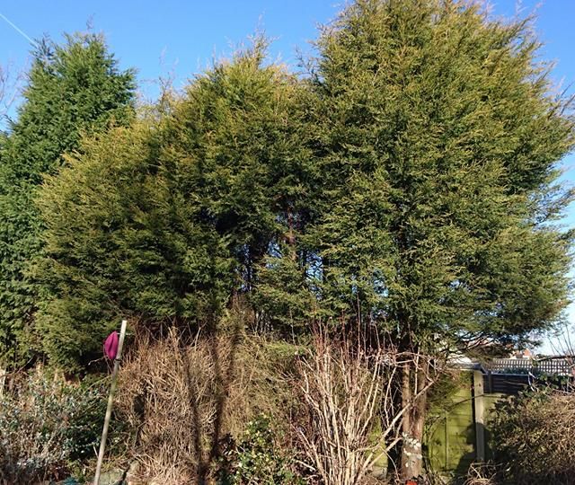 A few conifers removed