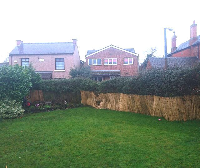 hedge removed and stumps ground out